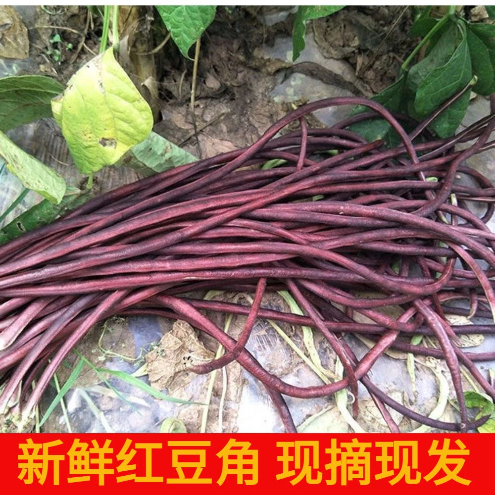 江西鄱阳本地春秋红豆角种子紫色长豆角长豇豆耐热耐寒红色架豆角