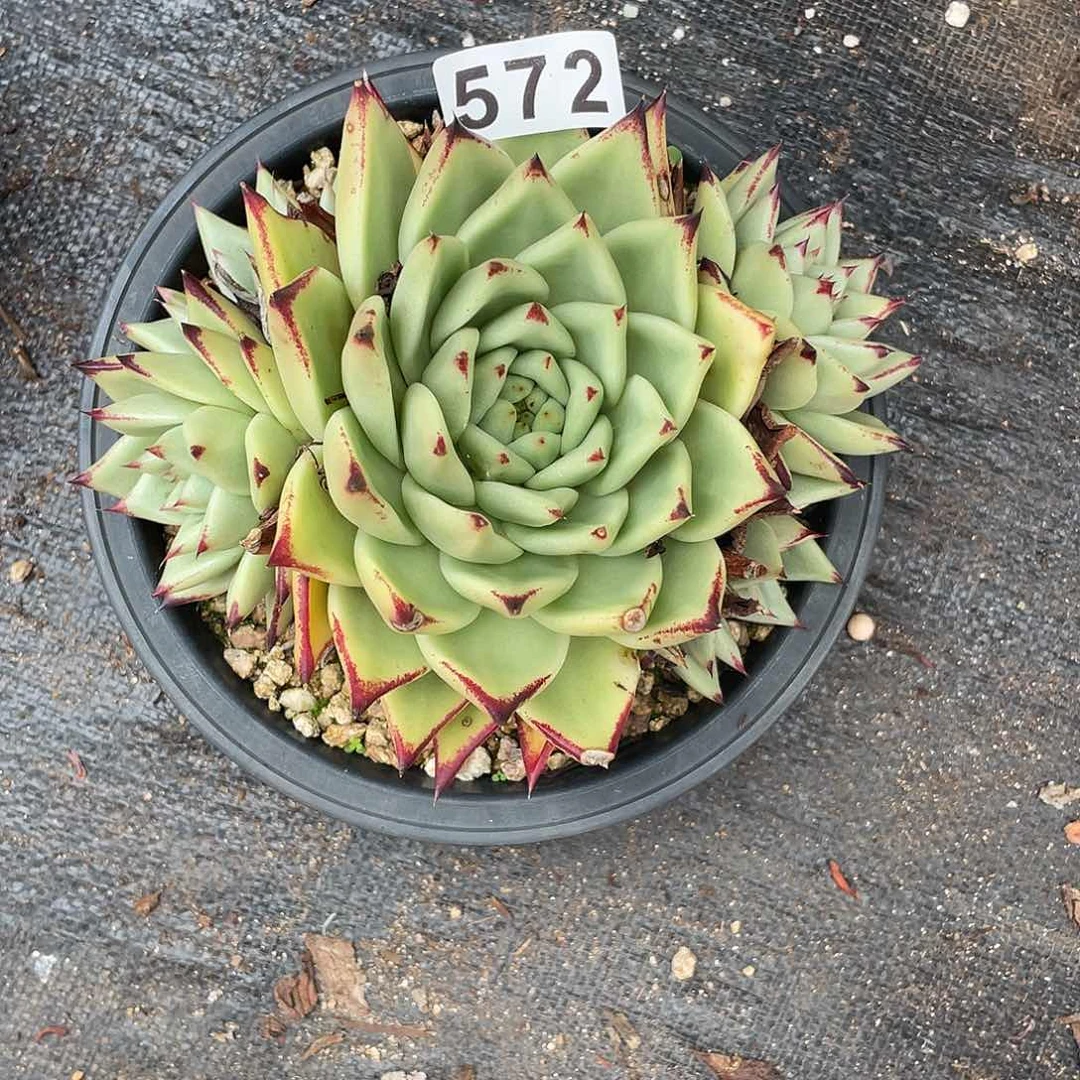 若如东云组拍572