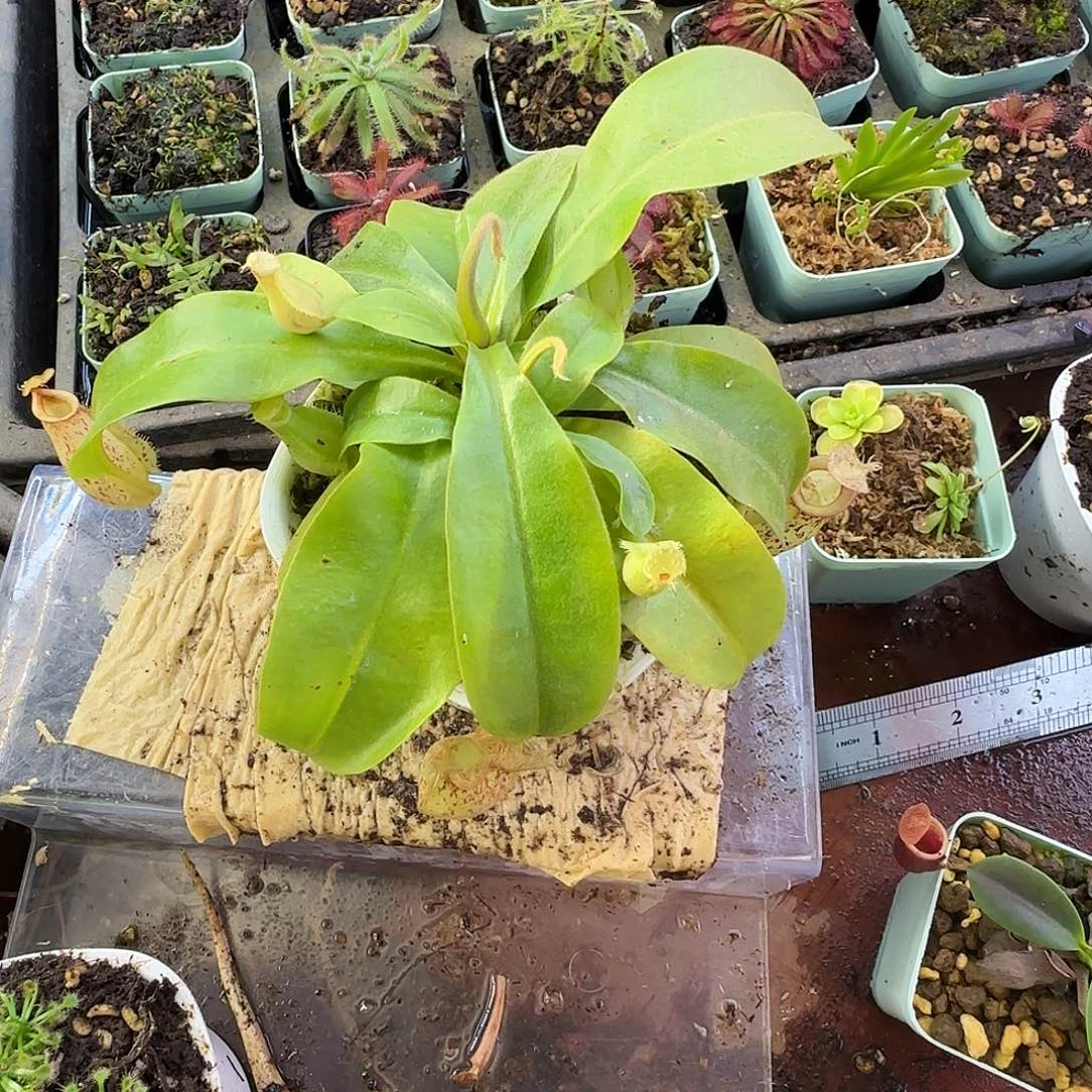 完全开放虎克猪笼草