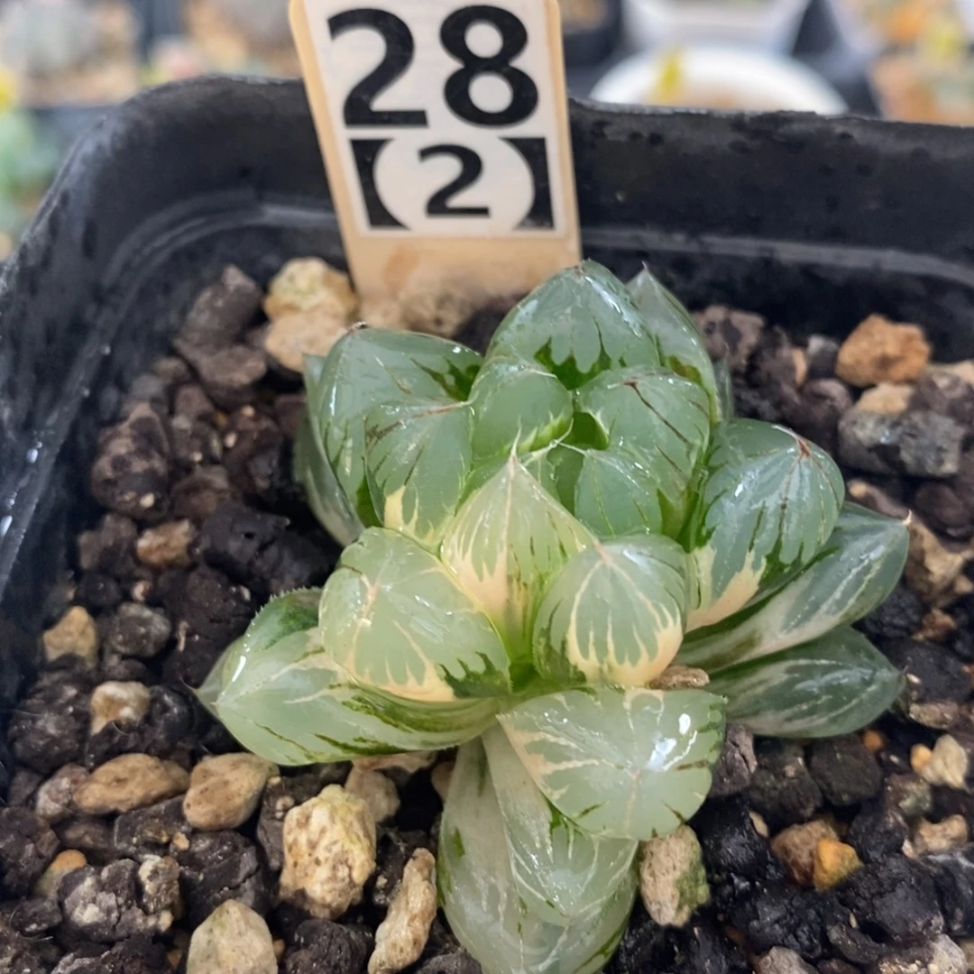 282水晶杂冰川十二卷