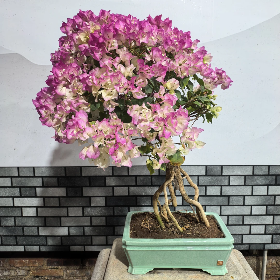 【艺景园林燕专用】提根绿樱造型盆景原生老桩好养勤花