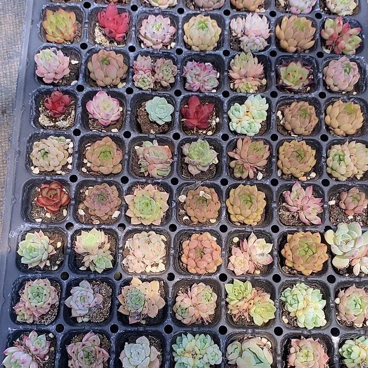 21 微瑕疵不售后多肉植物盆栽花卉