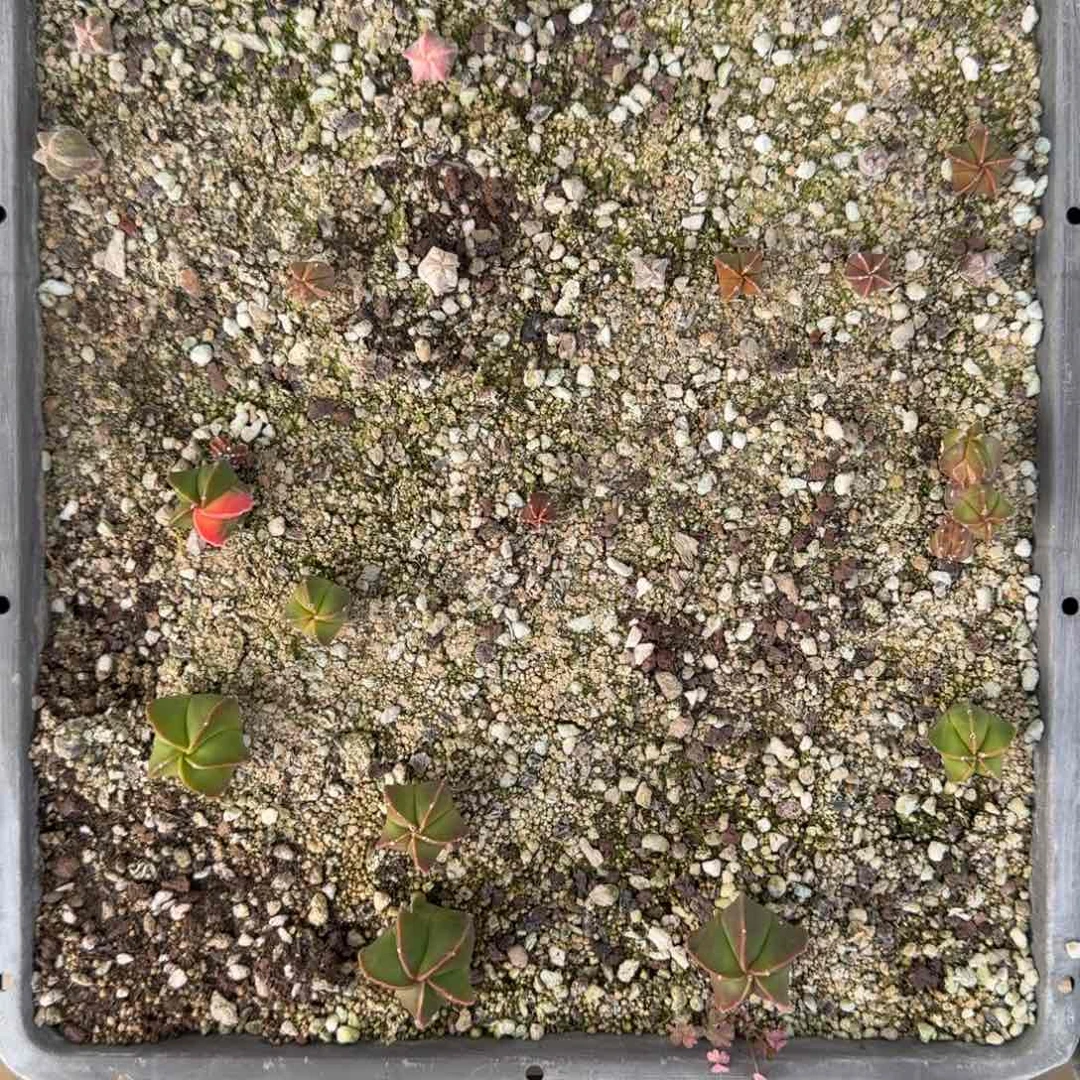 一物一拍多肉植物一物一拍6