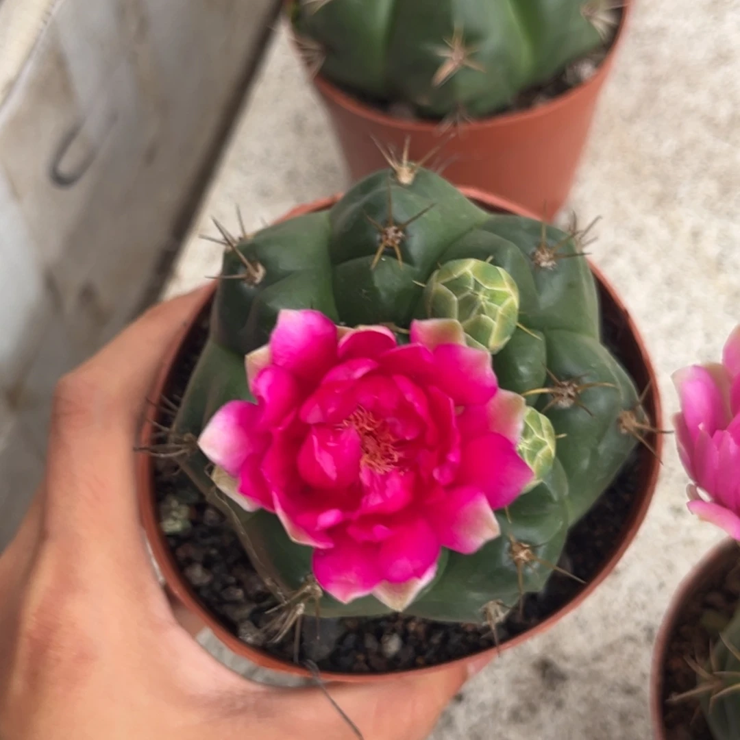 用****2实生美花海王仙人球