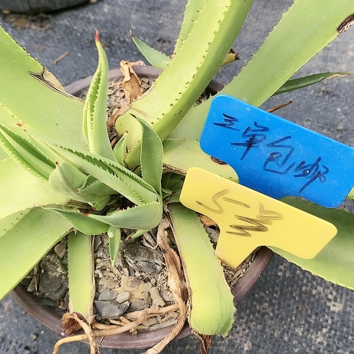 【闪购商品】无花朵龙舌兰绿荷