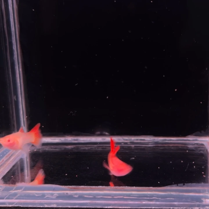 孔雀鱼红龙白子玻璃猫1对