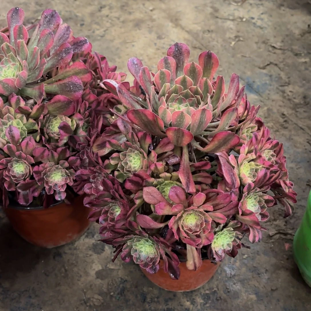 祝融9.9法师多肉嫩