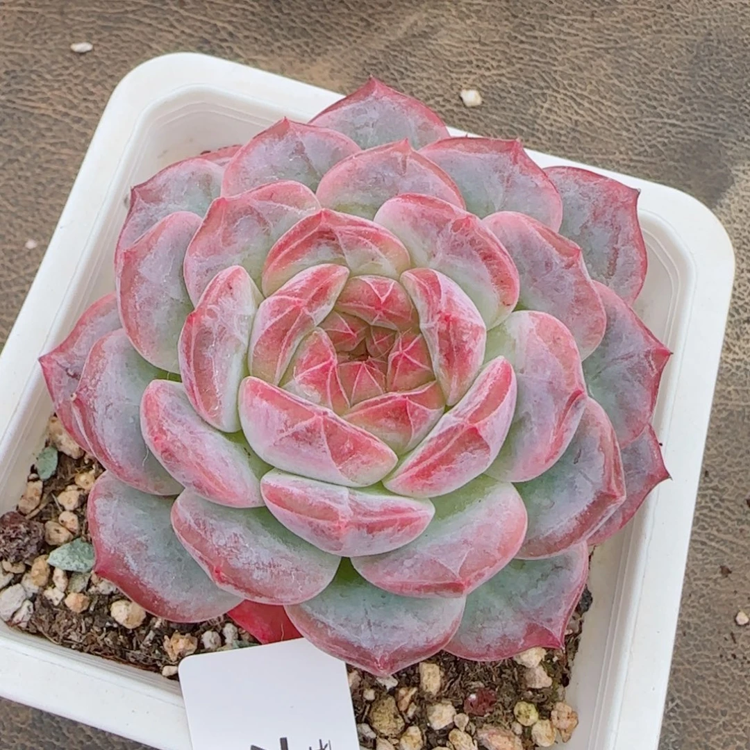 粗桩冰魄，7995多肉植物