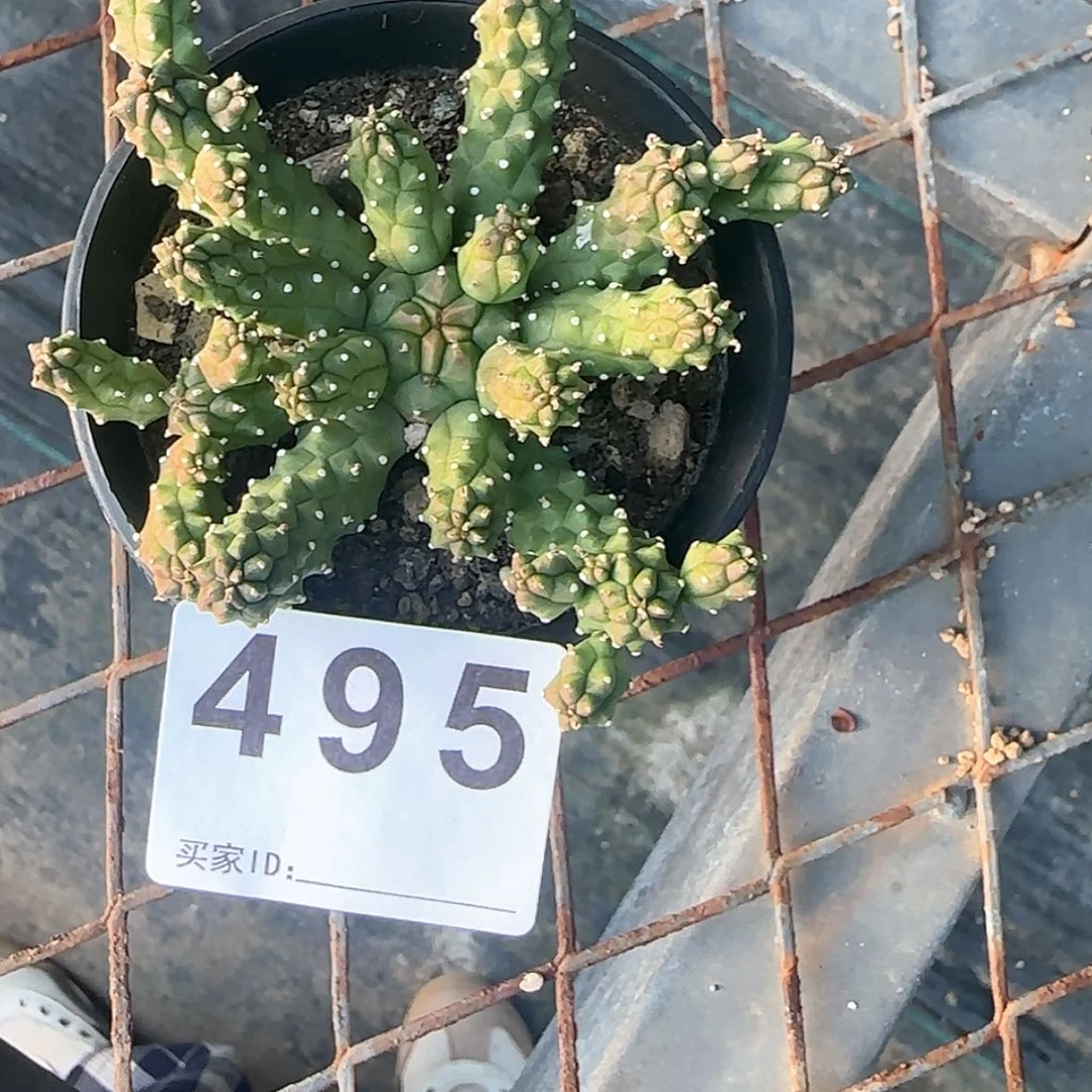 【闪购商品】?*迪块根植物布纹球
