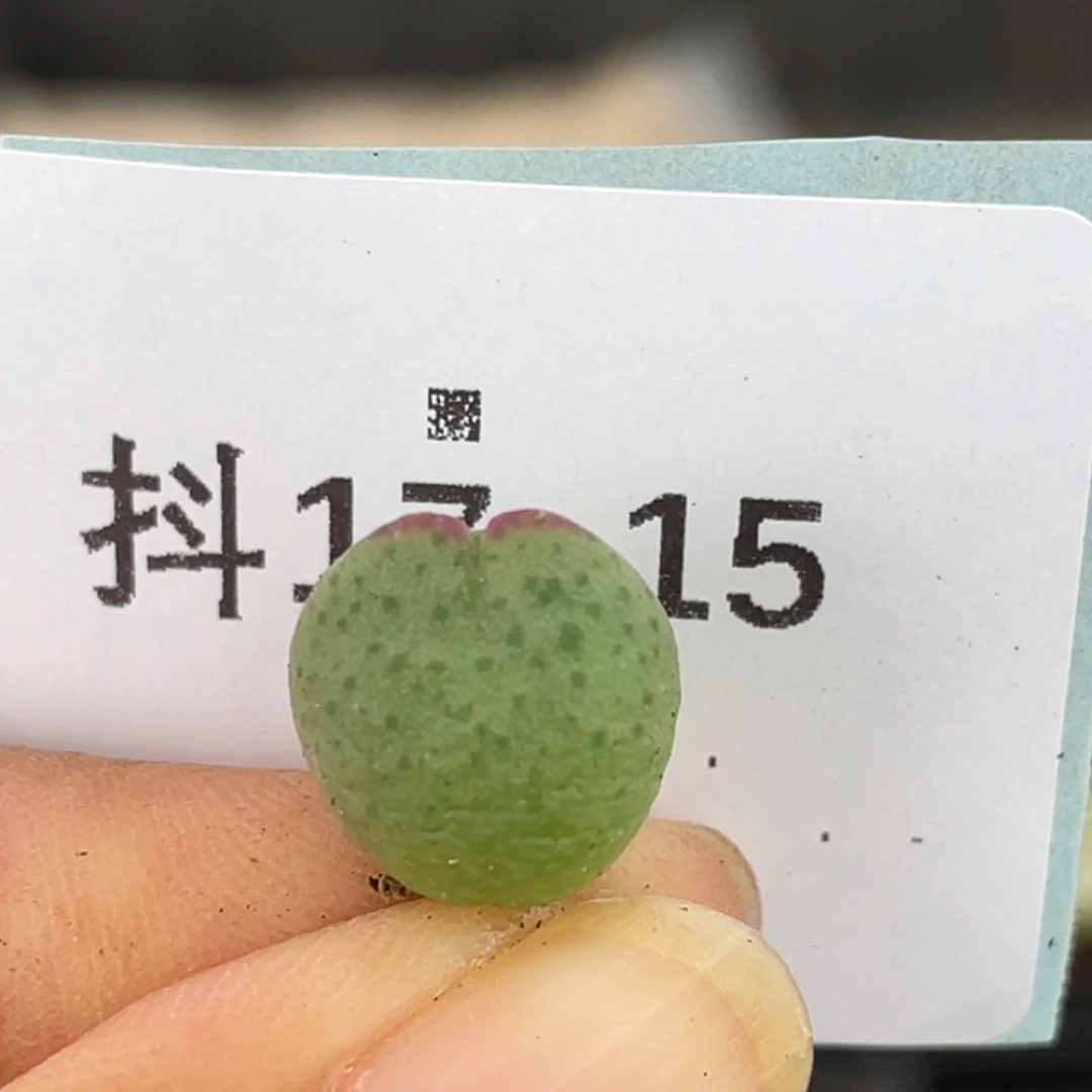 17-15皮卡丘多肉植物