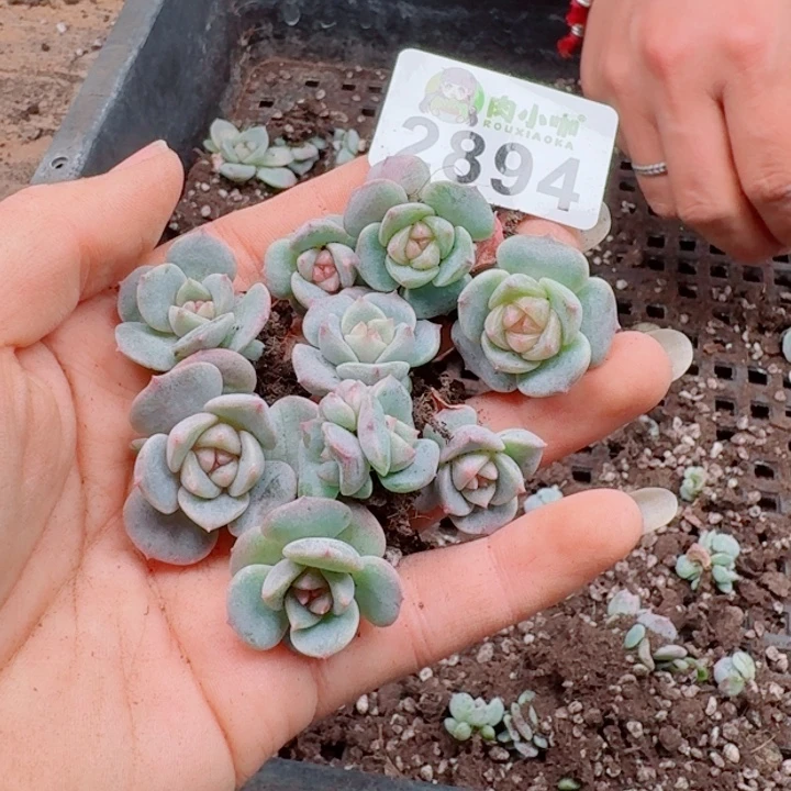 多肉植物多肉植物
