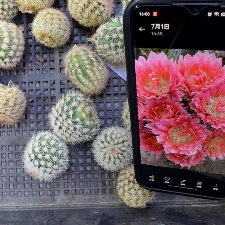 4史蒂夫歪3到4公分左右无根侧牙，20包邮
