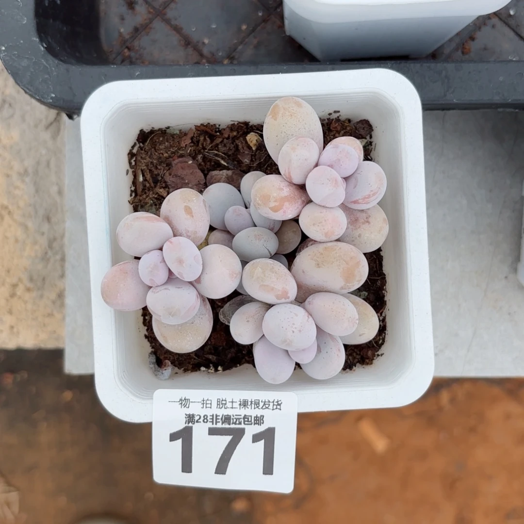 奶酪老桩无盆土发货