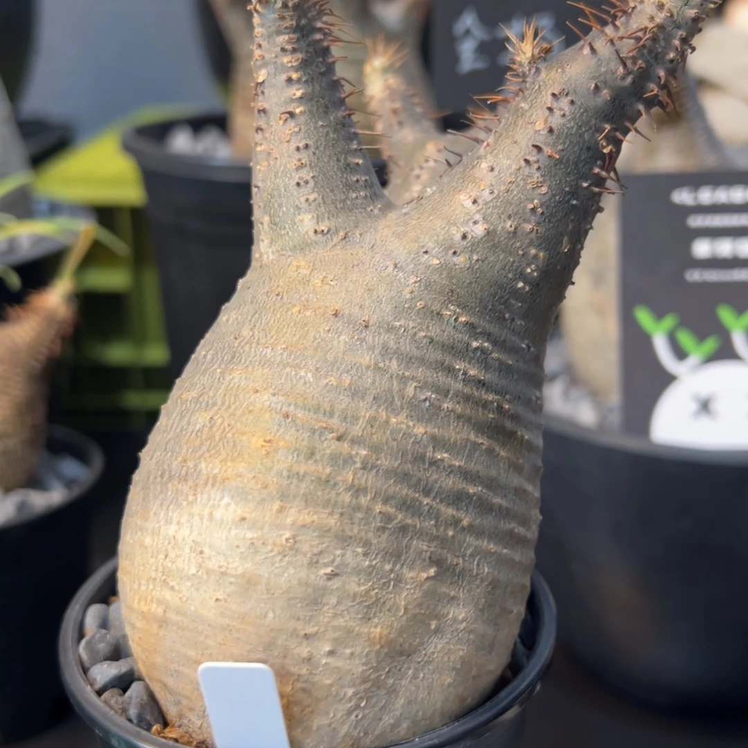 大肚子爆盆象牙宫