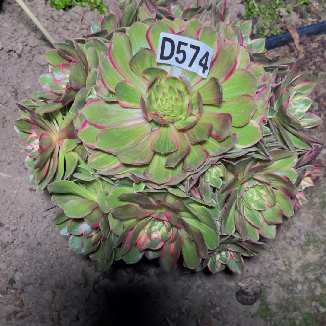 莲花座法师26////11包邮