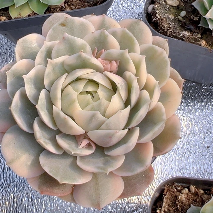 昂斯诺锦【一物一拍】两单包邮