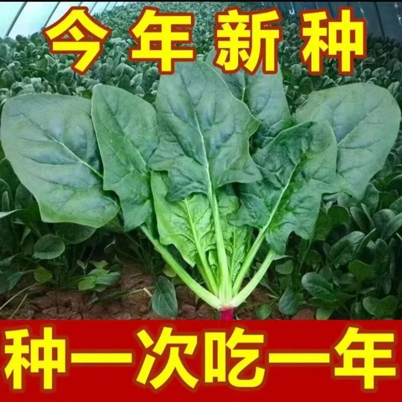 大叶菠菜种子阳台种籽抗热菜种四季蔬菜秋冬籽种盆栽波菜子种籽子