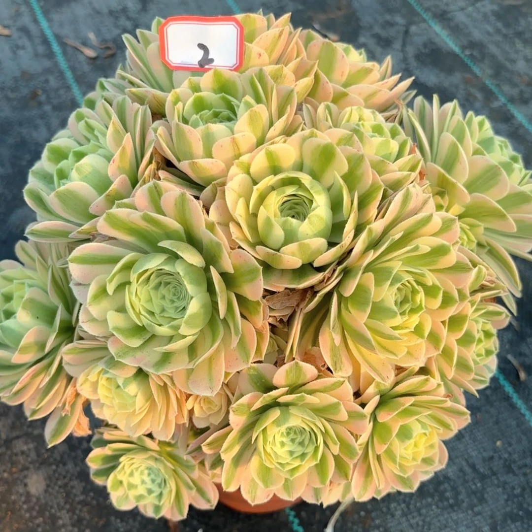 无花朵2迈巴赫朵朵多肉植物绿植