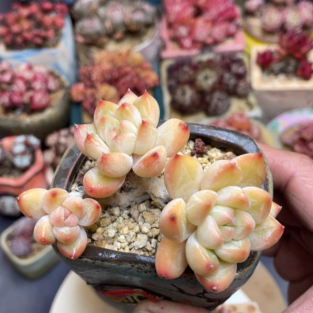 小浣熊老桩群生带盆