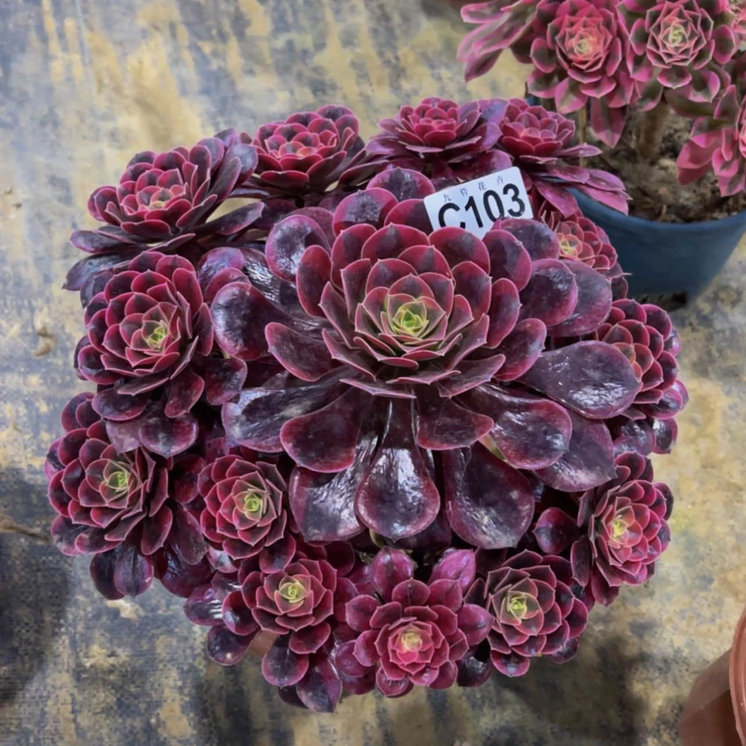 【闪购商品】农****810300