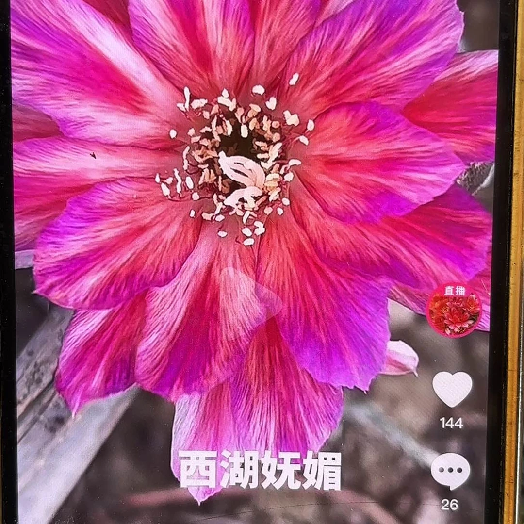 妩媚丽花侧牙20包邮仙人球31