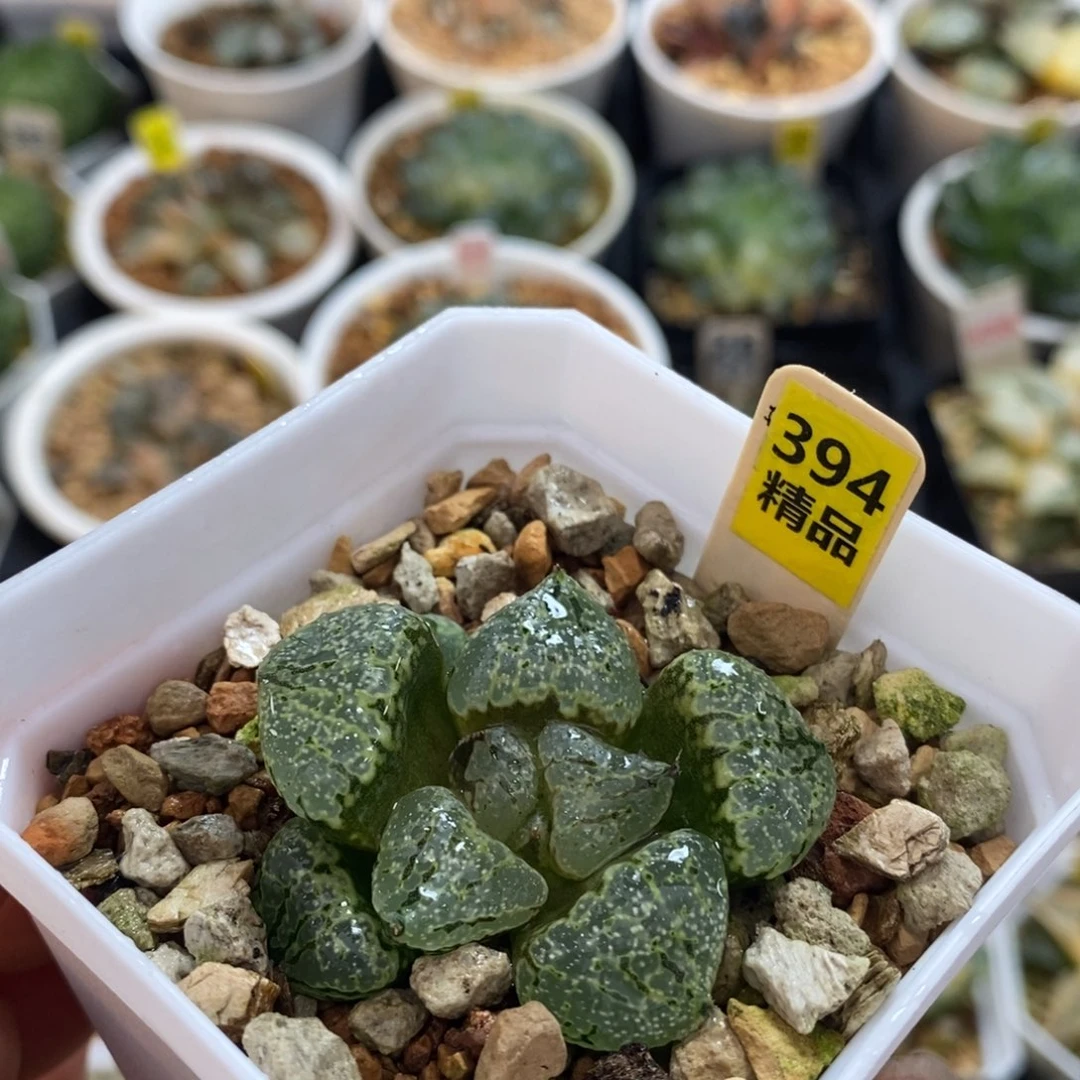 不开花植物394裹杂白银