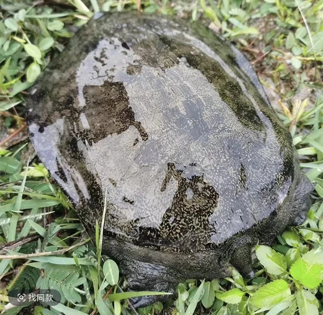 黑花背公鲜活外塘中华鳖大甲鱼生猛水鱼到家