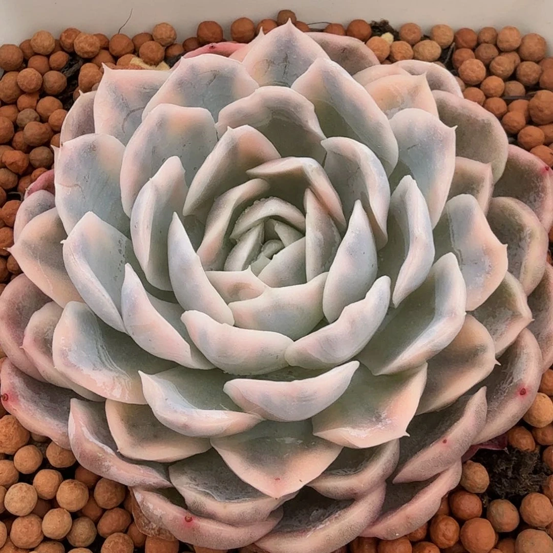 雪球锦，多肉植物