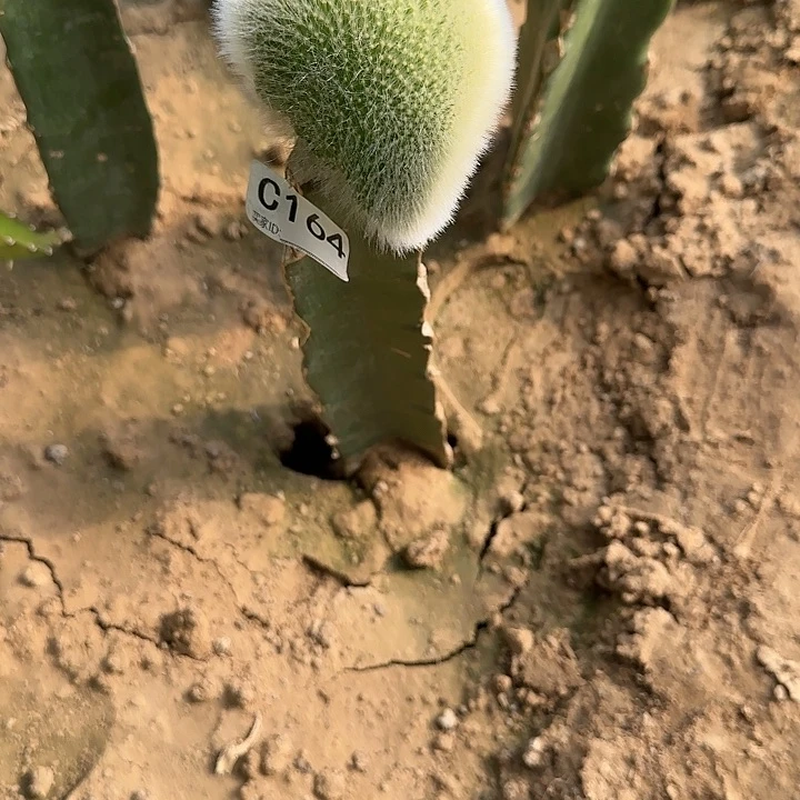 c****q嫁接九尾狐缀化164