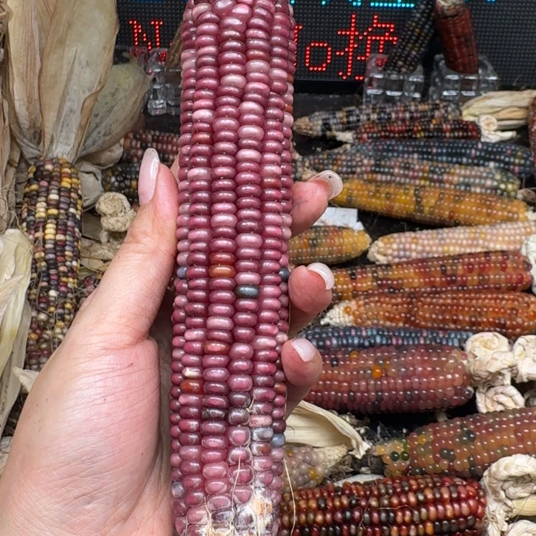 柏香籽/百香籽吊坠米*