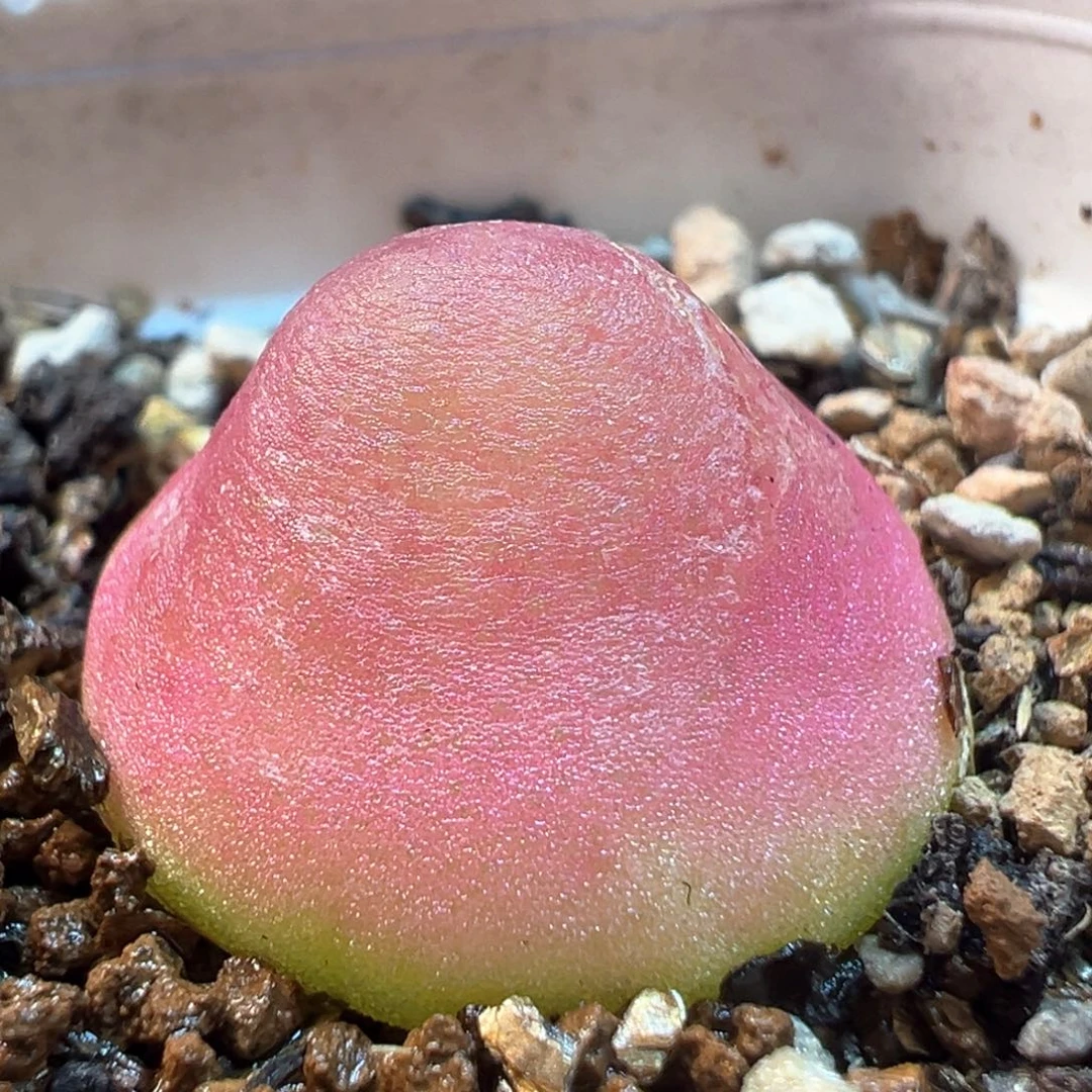 2504多肉植物灯泡