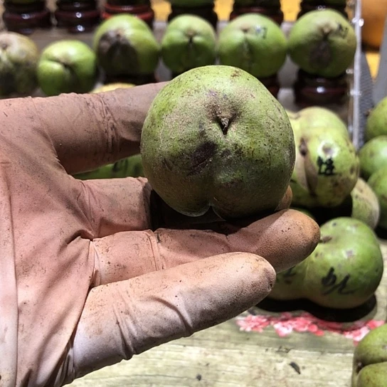 吊坠桃核核桃核桃