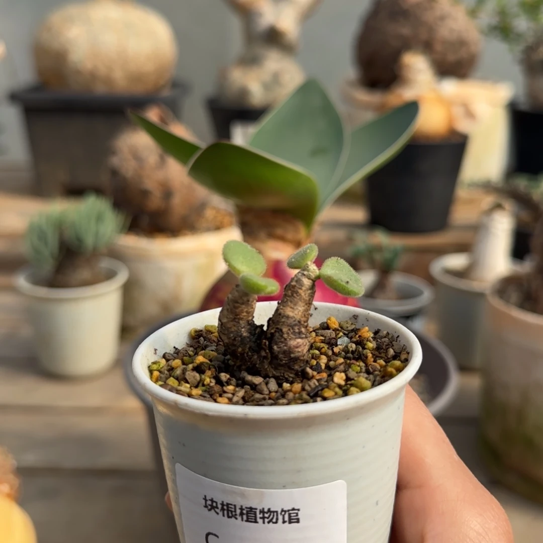 16薛辉奇峰锦块根植物