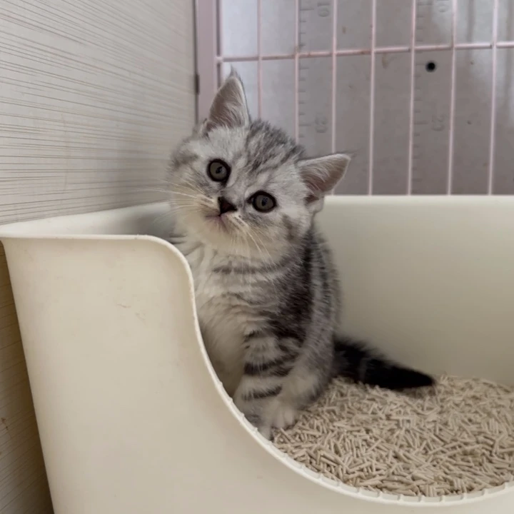 美短熊版脸虎斑妹妹