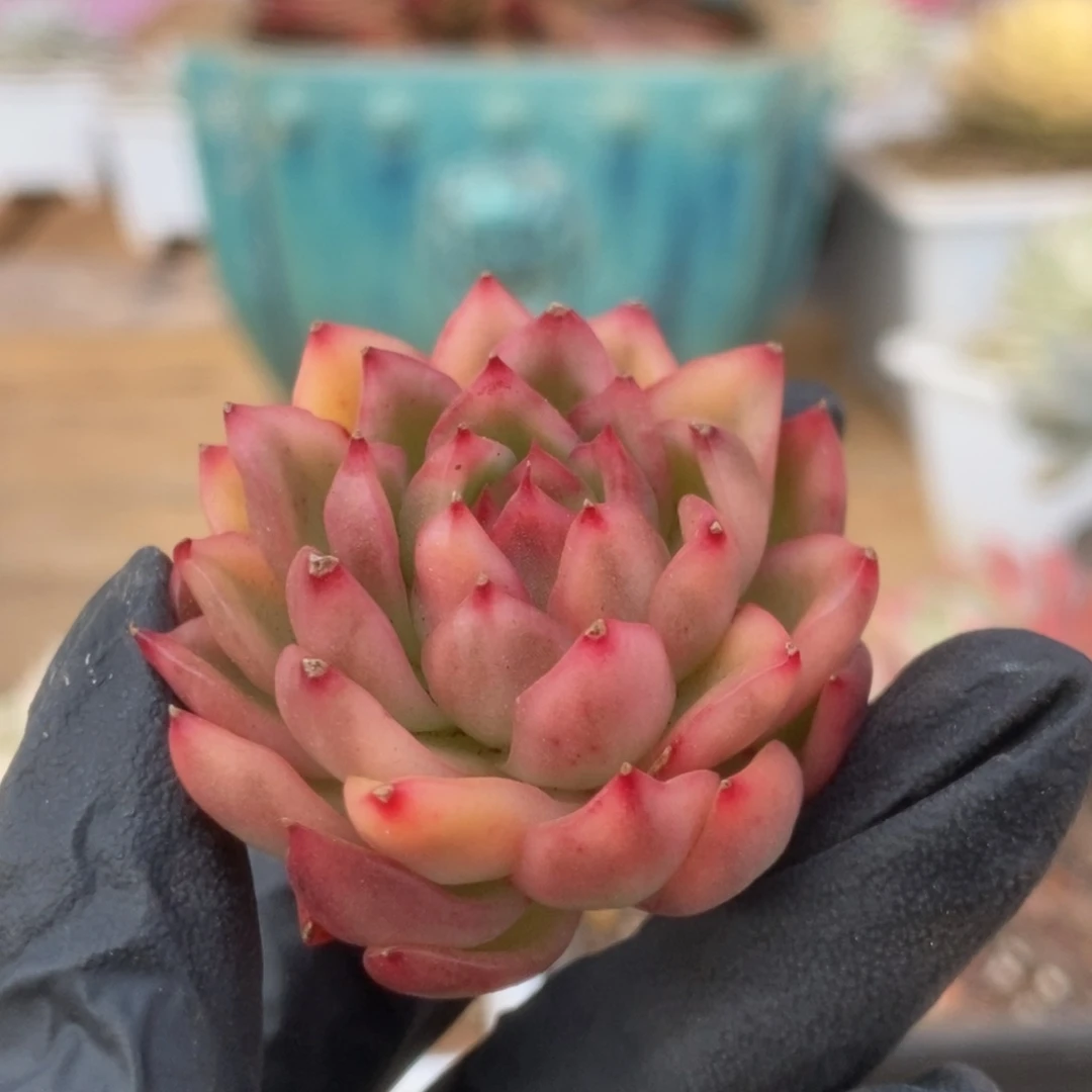 007红姑锦锦锦锦锦锦