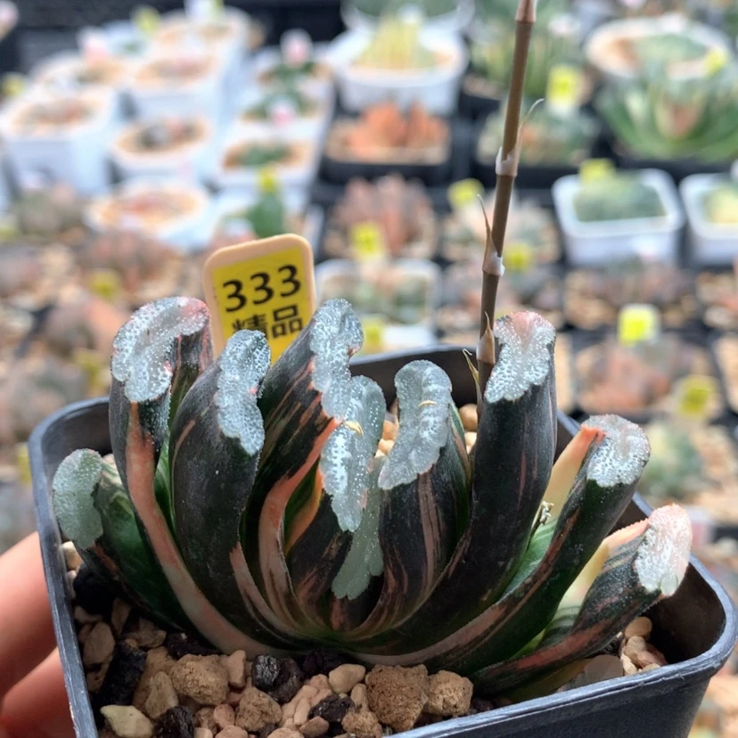 【闪购商品】333赤班