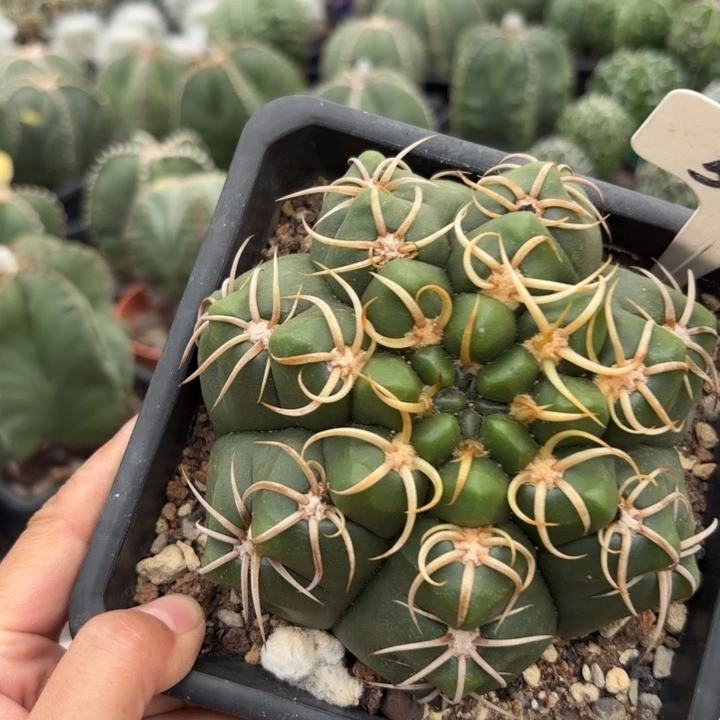 奔***563实生高木海王好养