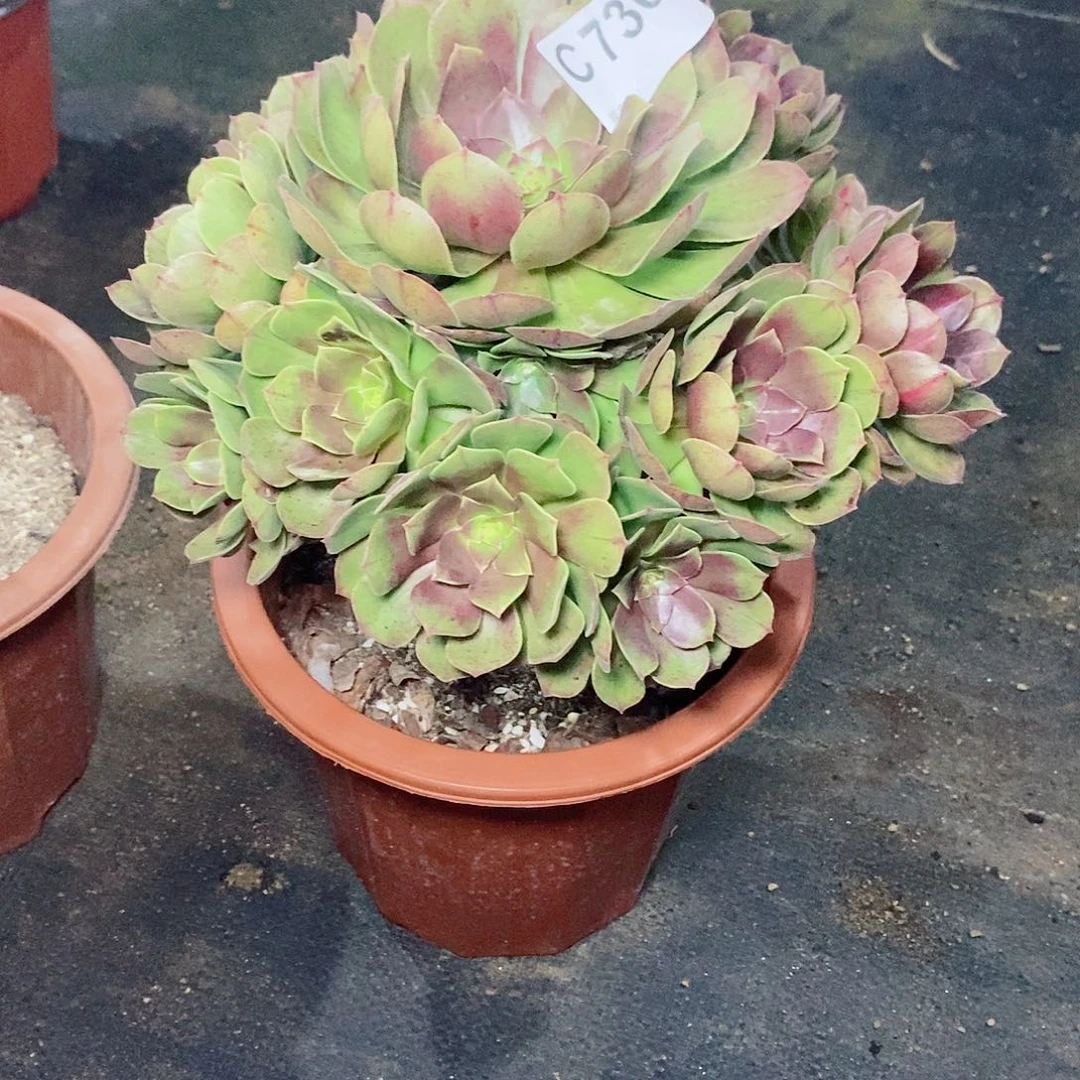 抹茶736多肉111111