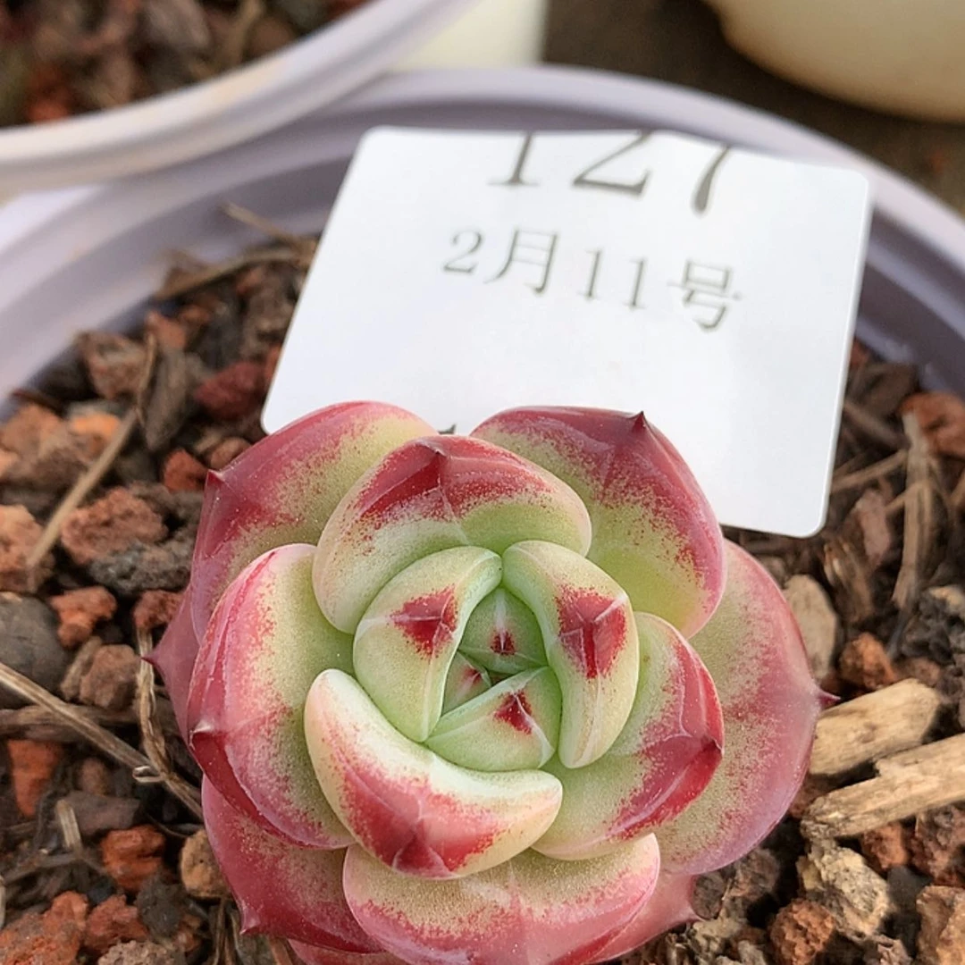 【闪购商品】云127号