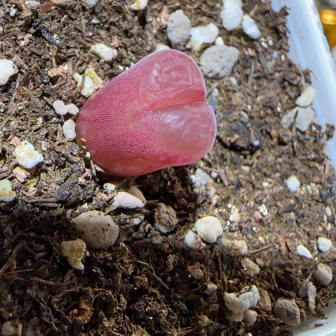 肉锥多肉植物百科-泰坦峡谷744