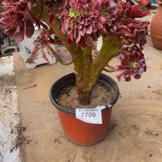 7709，美杜莎缀包邮