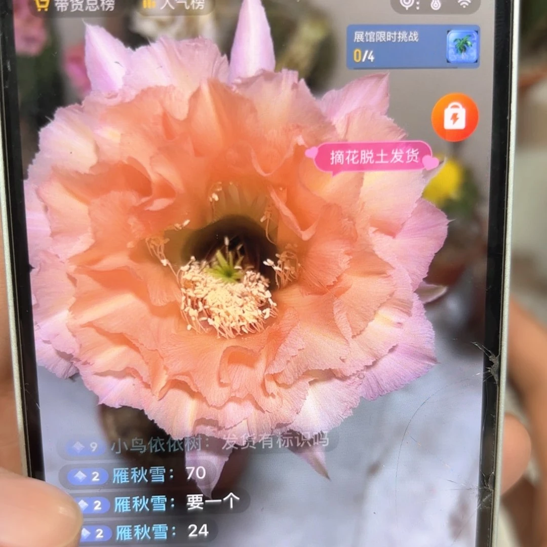 彩草53号7公分左右