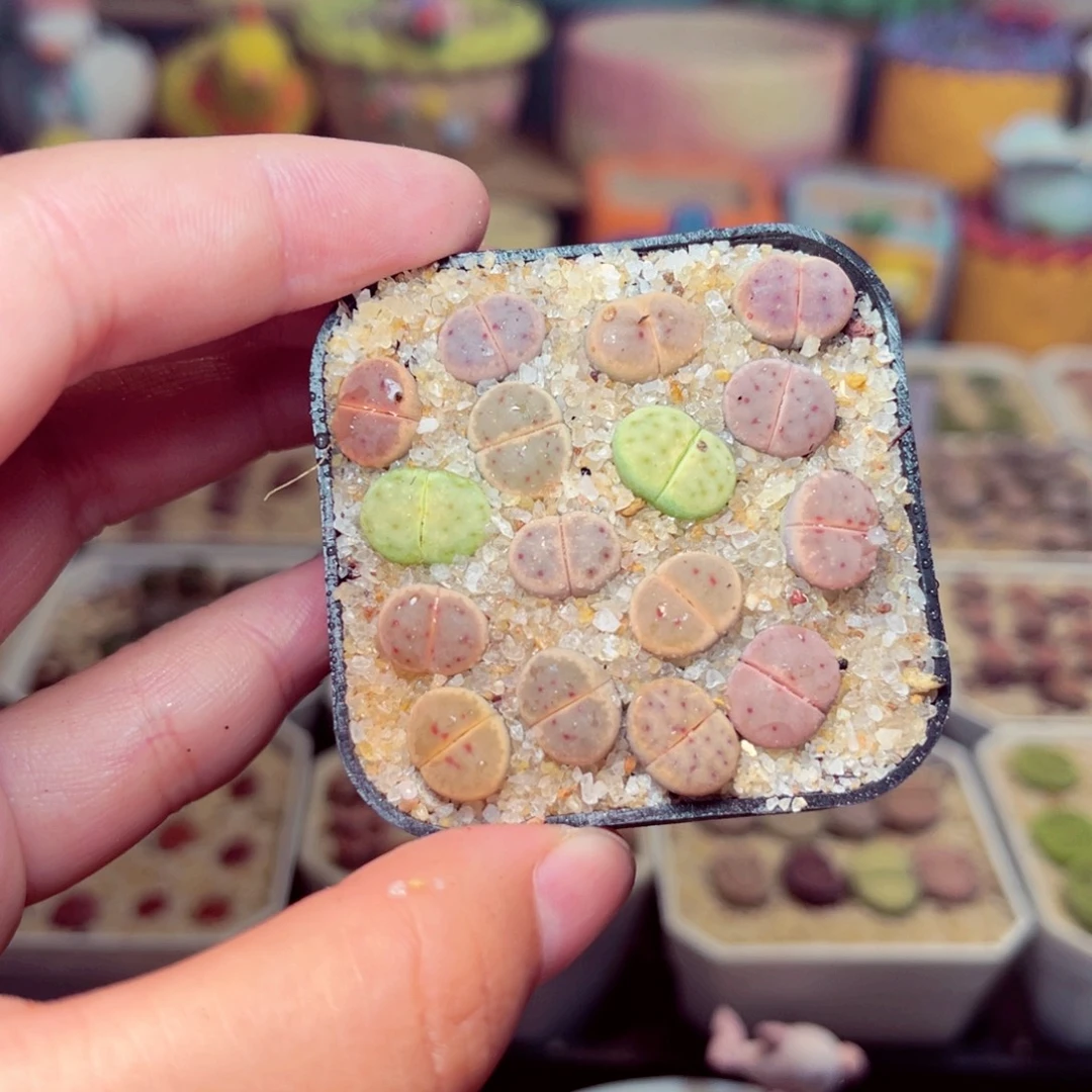 28号带盆包邮发货