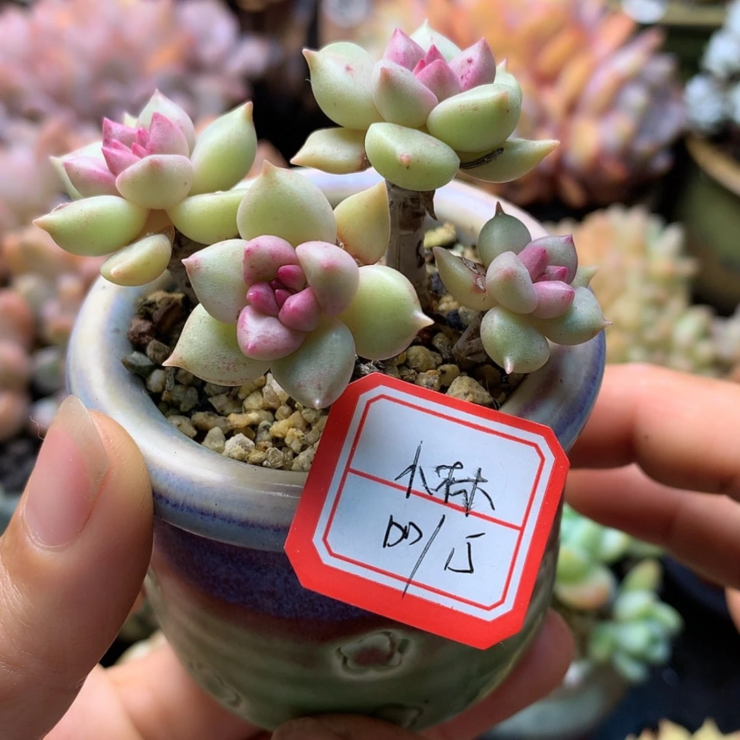 【闪购商品】小林带盆