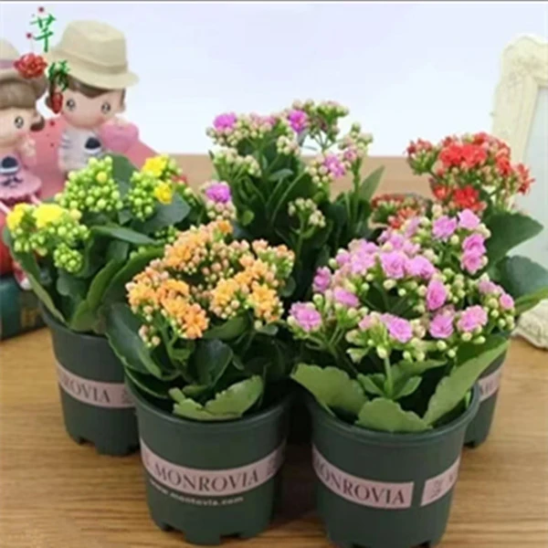 长寿花盆栽花卉重瓣懒人阳台室内绿植多季开花好养