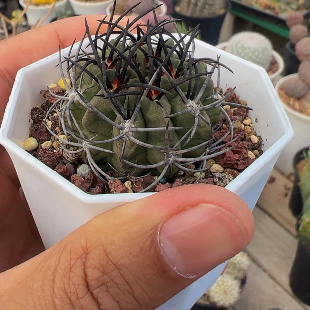 323实生根多肉植物带盆土