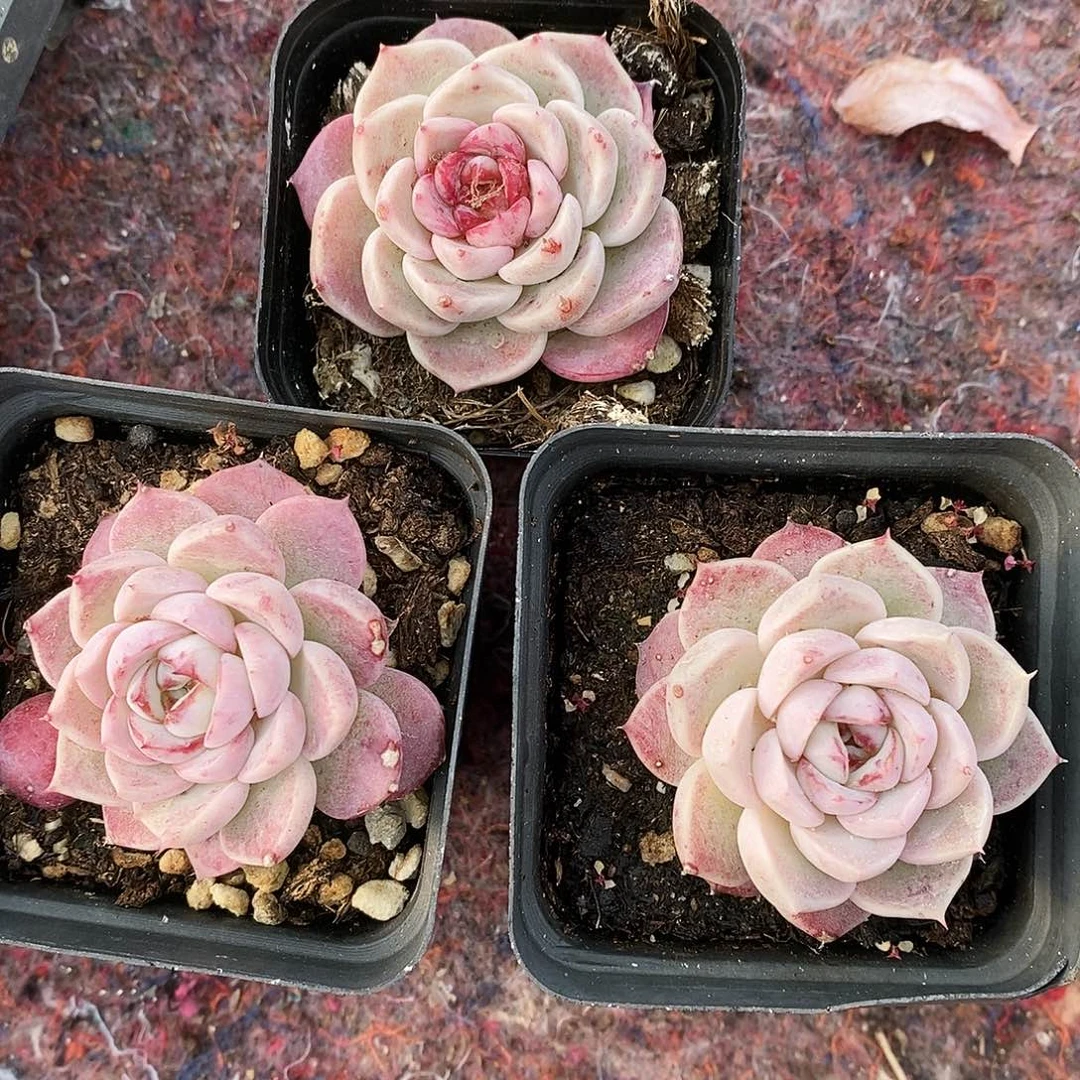 天鹅绒三颗满9.9包邮