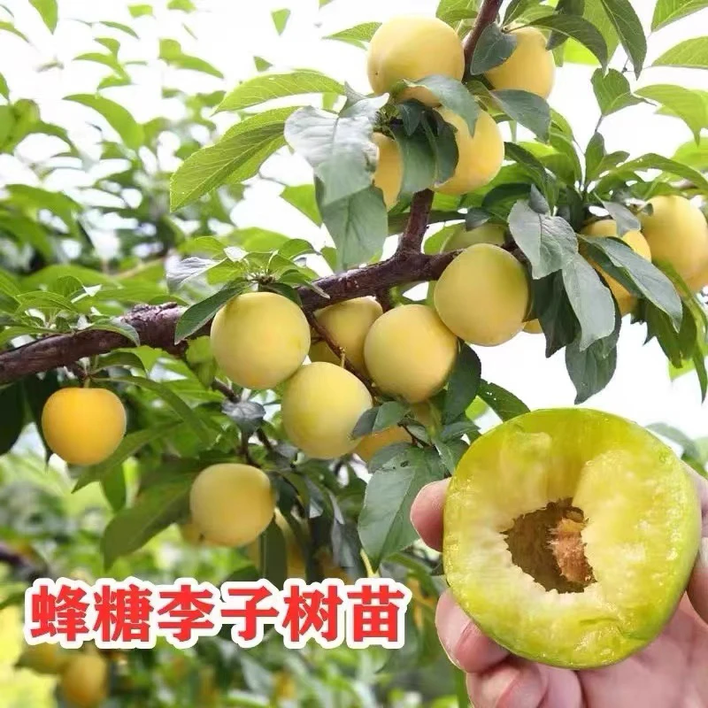 【蜂糖李】【三华李】【芒果李】【美人李】树苗南北方种植抗寒耐热盆地栽