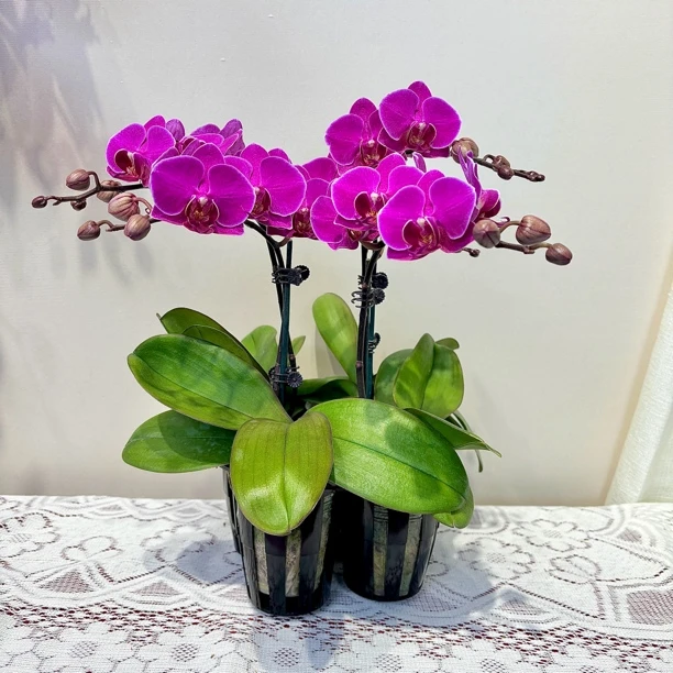 【莫雷利亚】蝴蝶兰 玫红色系 矮个子中小花型 春节过年桌面摆件