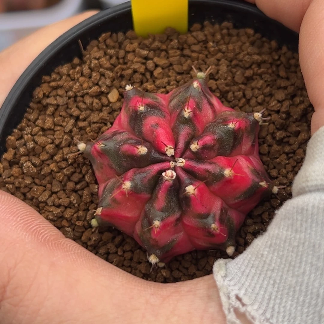 泰系侧芽豪臀米哈锦F61